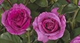 Kletterrose 'Climbing Violette Parfumée' (R) A-Qualität, Wurzelware
