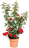 Kletterrose Courtyard® Balbo? rot, 1 Rosenstock, topfgepflanzt