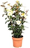 Kletterrose Courtyard® FoxtrotTM gelb, 1 Rosenstock, topfgepflanzt