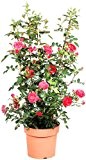 Kletterrose Courtyard® Haka? rosa, 1 Rosenstock, topfgepflanzt