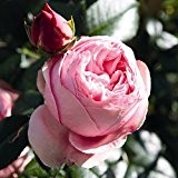Kletterrose Giardina in Rosa - Kletter-Rose Nostalgie winterhart & duftend - Pflanze für Rankhilfe wurzelnackt / Wurzelware vom Testsieger Stiftung ...