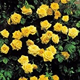 Kletterrose Golden Shower - 1 rose