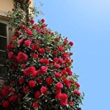 Kletterrose Red Flame in Rot - Kletter-Rose winterhart, stark duftend - Pflanze für Rankhilfe wurzelnackt / Wurzelware vom Testsieger Stiftung ...