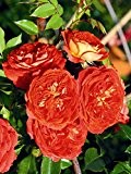 Kletterrose "Starlet Rose Carmen ®" - (5-Liter Topf)