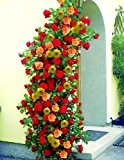 Kletterrosen, je 1 Pflanze rot, rosa oder gelb blühend