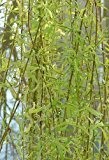 Knackweide / Bruchweide ** Salix fragilis ** (10 Stück Knackw. / Bruchw Str. v. 4Tr. 100-150 cm )