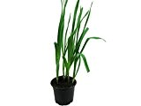 Knoblauch Pflanze, Echter Knoblauch, Marktfrische Qualität 12 cm Topf (Allium sativum)