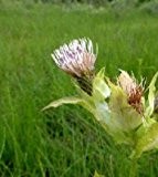 Kohldistel (Cirsium oleraceum ) 50 Samen