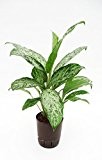 Kolbenfaden, Aglaonema Greenlight, Zimmerpflanze in Hydrokultur, 18/19er Kulturtopf, 40 - 50 cm
