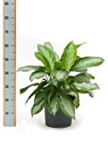 Kolbenfaden, Aglaonema silver bay, ca. 40 cm, beliebte Zimmerpflanze, 26 cm Topf