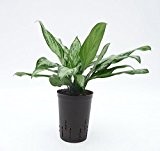 Kolbenfaden, Aglaonema Silver Queen, Zimmerpflanze in Hydrokultur, 15/19er Kulturtopf, 30 - 40 cm