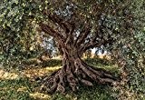 Komar Fototapete, 8-531, OLIVE TREE, 368x254cm alter Olivenbaum, Früchte, National Geographics