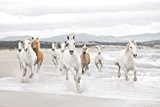 Komar Fototapete, 8-986, WHITE HORSES, 368x254cm Strand Schimmel Herde Strand Galopp Wasser Welle