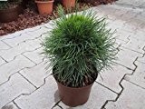 Kompakte Kugelkiefer - Pinus mugo - Varella - sehr winterhart - Kiefernball - 15-30 cm
