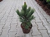 Kompakte Säulen-Zirbelkiefer Arve - Pinus cembra - Pillar - schmaler Wuchs - 25-30 cm25-30 cm