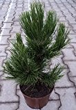 Kompakte Schlangenhautkiefer - bosnische Kiefer - Pinus heldreichii leucodermis - Den Ouden - sehr dekorative Zapfen - 25-30 cm