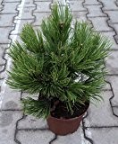 Kompakte Schlangenhautkiefer - Pinus heldreichii leucodermis - Compact Gem - kräftig dunkelgrüne Benadelung - wirkt sehr edel - 20-25 cm