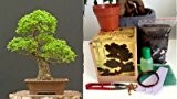Komplette Bonsai Anzuchtset - Saatausstattung zum pflanzen eines Chinesischer Ulme Bonsais -Samen / Pflanzentöpfe / Erde / Draht / Anleitung/4 ...