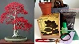 Komplette Bonsai Anzuchtset - Saatausstattung zum pflanzen eines Fächer-Ahorn, japanische Ahorne Bonsais -Samen / Pflanzentöpfe / Erde / Draht / ...