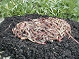 Kompostwürmer, Gartenwürmer, Regenwürmer - 0,5 Kg