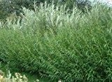 Korbweide / Hanfweide ** Salix viminalis ** (10 Stück Korbw. / Hanfw. Str. l. 2Tr. 90-120 cm )