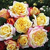 Kordes Rosen Edelrose, Jubilee, gelb mit rosa rand, 12 x 12 x 40 cm, 506-31