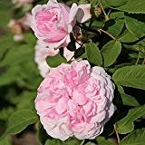 Kordes Rosen Historische Rose, Jacques Cartier, reinrosa, zum rand hin heller werdend, 12 x 12 x 40 cm, 92-31
