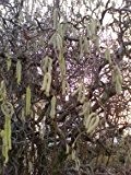 Korkenzieherhasel - Corylus avellana 'Contorta' - Schön an der Terrasse