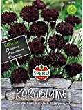 Kornblume SPERLING´s Black Beauty