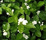 Kostenloser Versand White Jasmine Samen, Duftpflanzen arabischen Jasmin-Blumen-Samen-20 Particle / bag