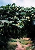 Kräuterey : Hopfen - Humulus lupulus - Pflanze - Bioland