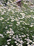 Kräuterey : Mutterkraut - Chrysanthemum parthenium - Pflanze - Bioland