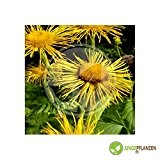 Kräutersamen - Alant / Inula helenium - Asteraceae 30 Samen