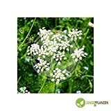 Kräutersamen - Anis / Pimpinella anisum L. 100 Samen