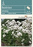 Kräutersamen - Baldrian Mehrjährig von Flora Elite