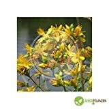 Kräutersamen - Johanniskraut Topas / Hypericum perforatum - Clusiacea 100 Samen
