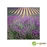Kräutersamen - Lavendel echter / Lavandula angustifolia - Lamiaceae 200 Samen