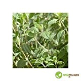Kräutersamen - Majoran / Origanum majorana - Lamiaceae - verschiedene Sorten(Majoran - Blattmajoran)