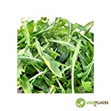 Kräutersamen - Rukola / Salatrauke - Eruca sativa - Brassicaceae 200 Samen