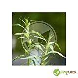 Kräutersamen - Russischer Estragon / Artemisia dracunculus 100 Samen