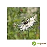 Kräutersamen - Schwarzkümmel / Nigella sativa - Ranunculaceae 300 Samen