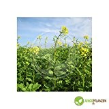 Kräutersamen - Senf / schwarzer - Brassica nigra / Sinapis nigra 200 Samen