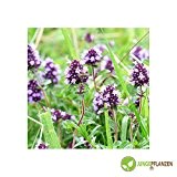 Kräutersamen - Thymian / Deutscher Winter - Thymus vulgaris 200 Samen