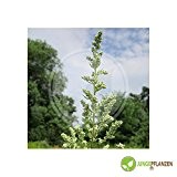 Kräutersamen - Wermut - Artemisia absinthium - Asteraceae 200 Samen