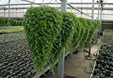 Krautige Pflanze Dichondra repens Samen 300pcs, starke Anpassungsfähigkeit Mercury Bay Weed Gras-Samen, Novel Pflanze Kidney Unkrautsamen