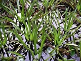 Krebsschere (Stratiotes aloides) - Teichpflanzen Teichpflanze Schwimmpflanzen
