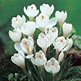 Krokus Zwiebeln Jeanne d'Arc - 15 Blumenzwiebeln (Crocus) - Krokusse zum Pflanzen, mehrjährig, winterhart mit Blumen-Blüten in strahlendem weiß mit ...