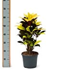Kroton, Croton codiaeum iceton, ca. 55 cm, besondere Zimmerpflanze, 21 cm Topf