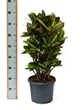 Kroton, Croton codiaeum petra, ca. 80 cm, besondere Zimmerpflanze, 26 cm Topf