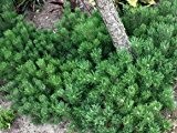 Krummholz Kiefer - Pinus mugo mughus - Immergrün